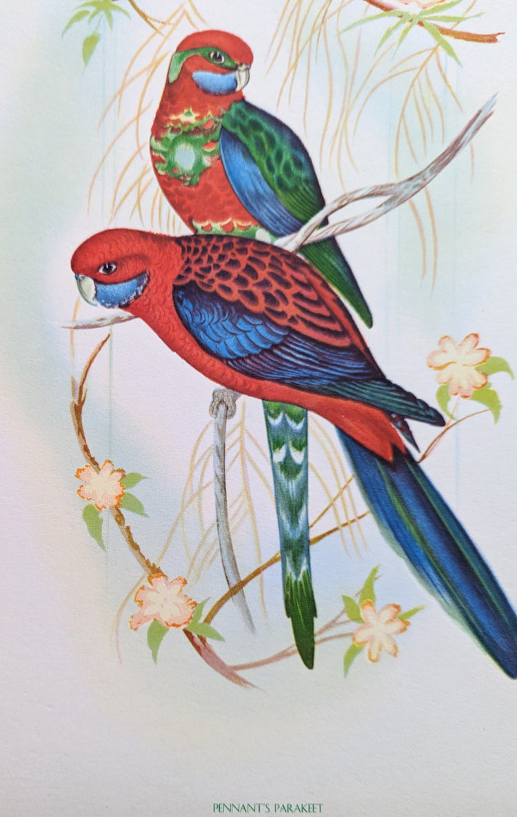 Pennant’s Parakeets by Gould | 1940s Vintage Lithograph | Tropical Bird Wall Art