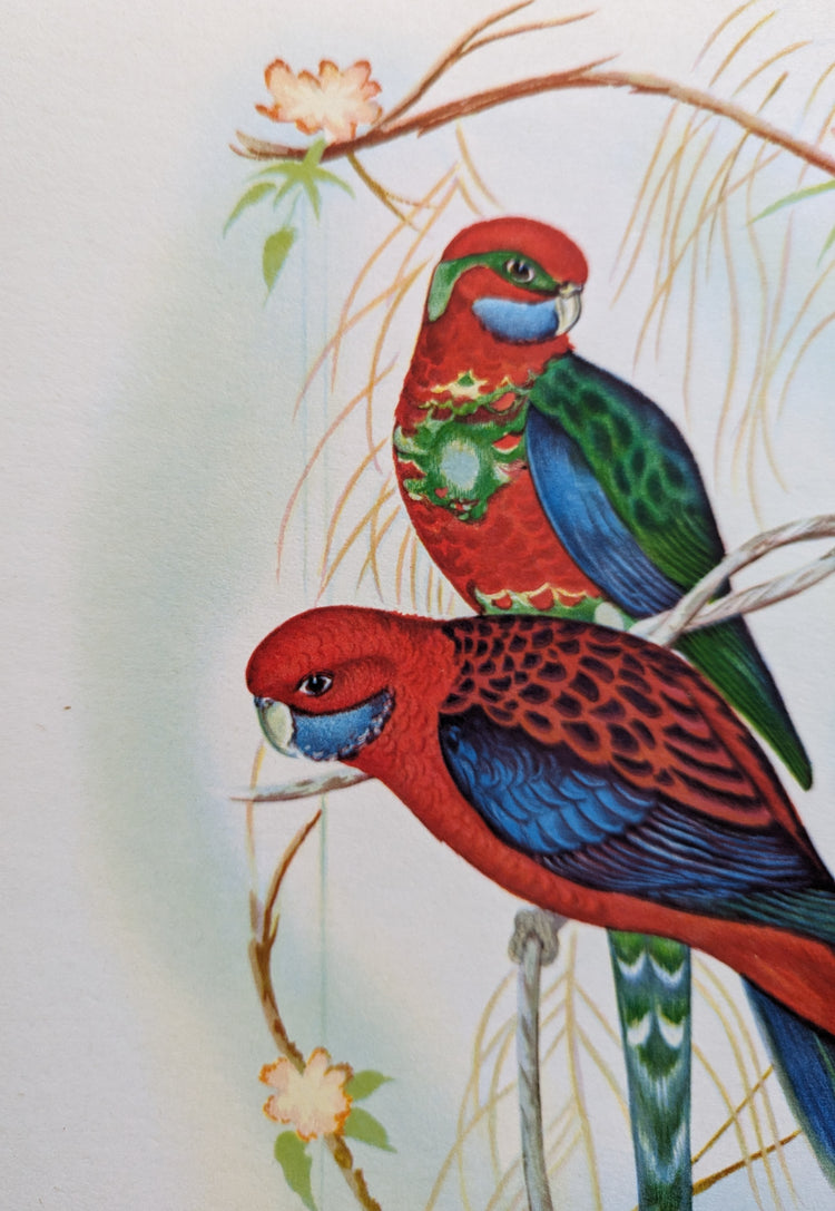 Pennant’s Parakeets by Gould | 1940s Vintage Lithograph | Tropical Bird Wall Art