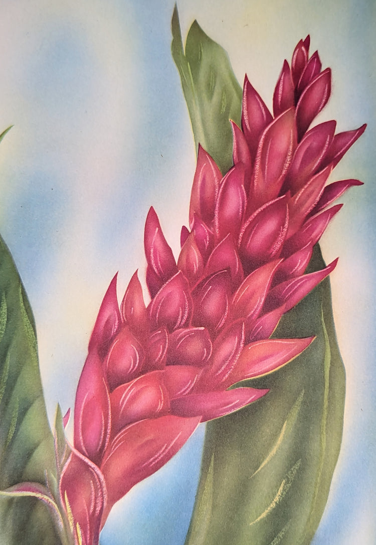 Red Ginger | 1950s Hawaiian Floral Lithograph | Vintage Tropical Wall Art
