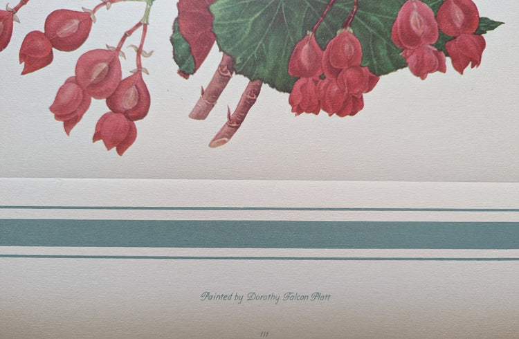 Angel Wing Begonia by Dorothy Platt | 1950 Vintage Botanical Collotype | Scarlet Begonia Wall Art