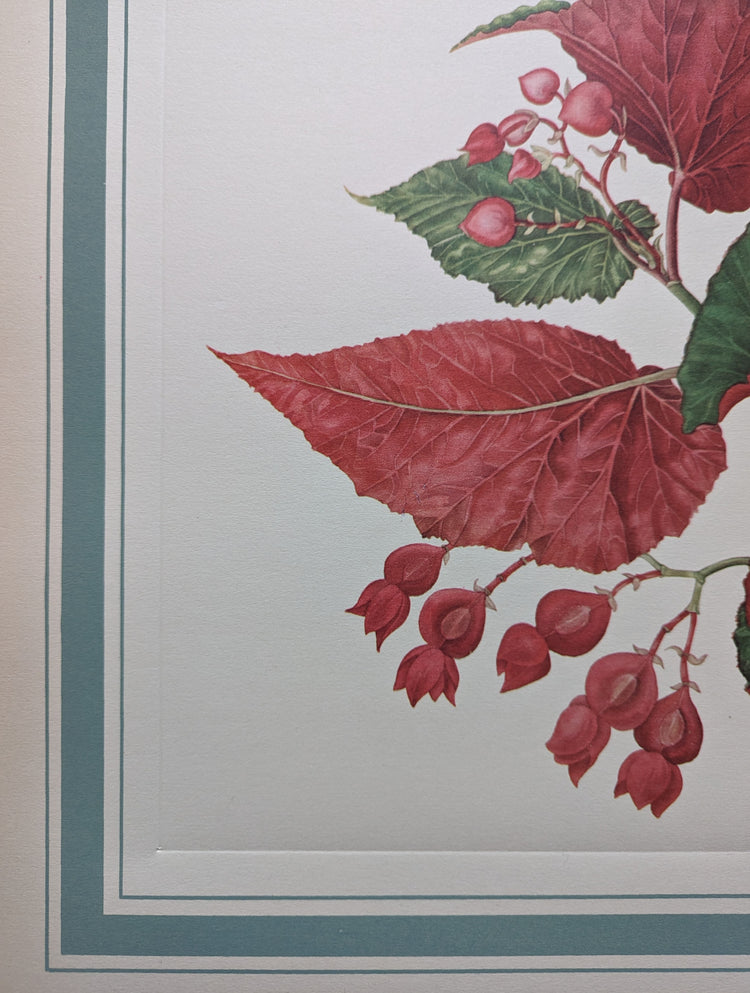 Angel Wing Begonia by Dorothy Platt | 1950 Vintage Botanical Collotype | Scarlet Begonia Wall Art