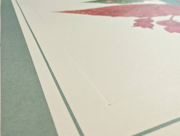 Angel Wing Begonia by Dorothy Platt | 1950 Vintage Botanical Collotype | Scarlet Begonia Wall Art