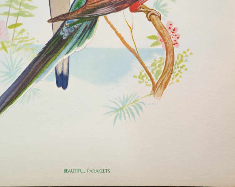 Beautiful Parakeets by Gould | 1940s Vintage Lithograph | Tropical Bird Wall Art