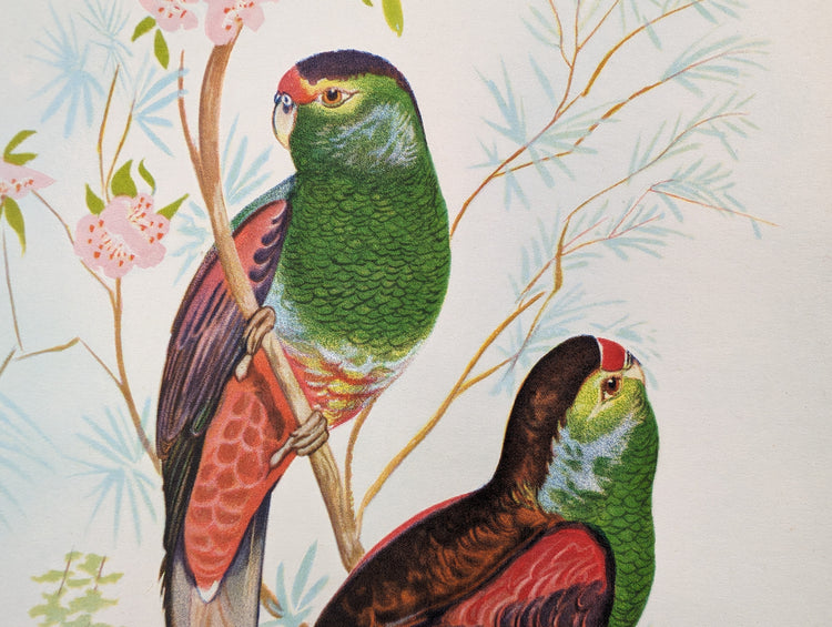 Beautiful Parakeets by Gould | 1940s Vintage Lithograph | Tropical Bird Wall Art