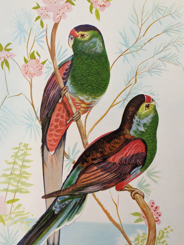 Beautiful Parakeets by Gould | 1940s Vintage Lithograph | Tropical Bird Wall Art