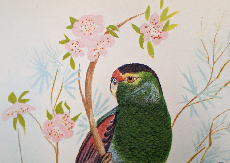 Beautiful Parakeets by Gould | 1940s Vintage Lithograph | Tropical Bird Wall Art