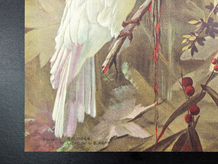 White Cockatoos Vintage Lithograph by A.T. Toran