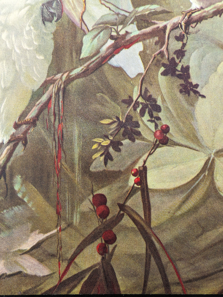 White Cockatoos Vintage Lithograph by A.T. Toran