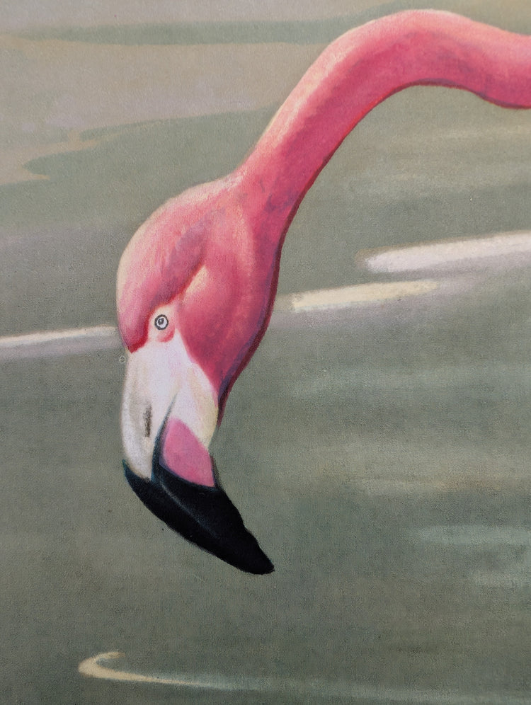 Flamingos by Roger Tory Peterson | 1940s Audubon Style | Offset Lithograph | Tropical or Nature-Inspired Decor