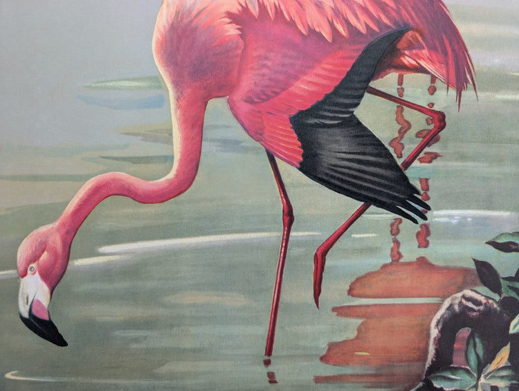 Flamingos by Roger Tory Peterson | 1940s Audubon Style | Offset Lithograph | Tropical or Nature-Inspired Decor