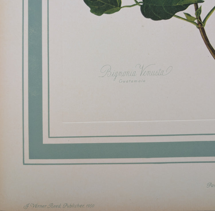 Bignonia Venusta by Dorothy Platt | 1950 Vintage Botanical Collotype | Exotic Flame Vine Wall Art