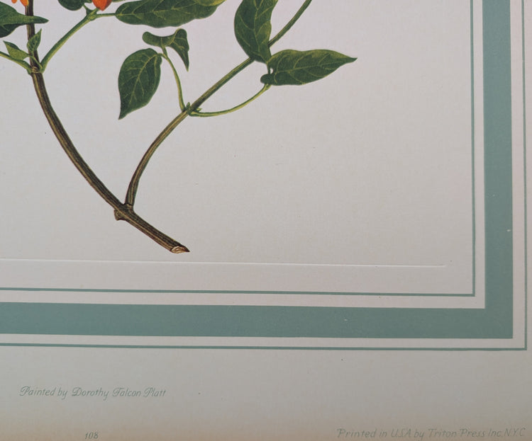 Bignonia Venusta by Dorothy Platt | 1950 Vintage Botanical Collotype | Exotic Flame Vine Wall Art