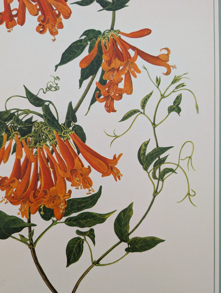 Bignonia Venusta by Dorothy Platt | 1950 Vintage Botanical Collotype | Exotic Flame Vine Wall Art