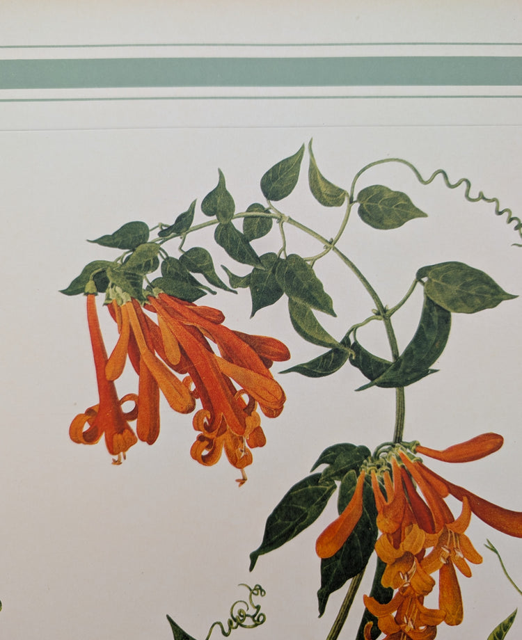 Bignonia Venusta by Dorothy Platt | 1950 Vintage Botanical Collotype | Exotic Flame Vine Wall Art
