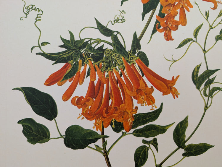 Bignonia Venusta by Dorothy Platt | 1950 Vintage Botanical Collotype | Exotic Flame Vine Wall Art