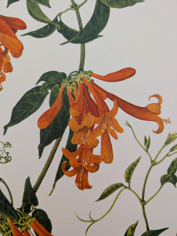Bignonia Venusta by Dorothy Platt | 1950 Vintage Botanical Collotype | Exotic Flame Vine Wall Art