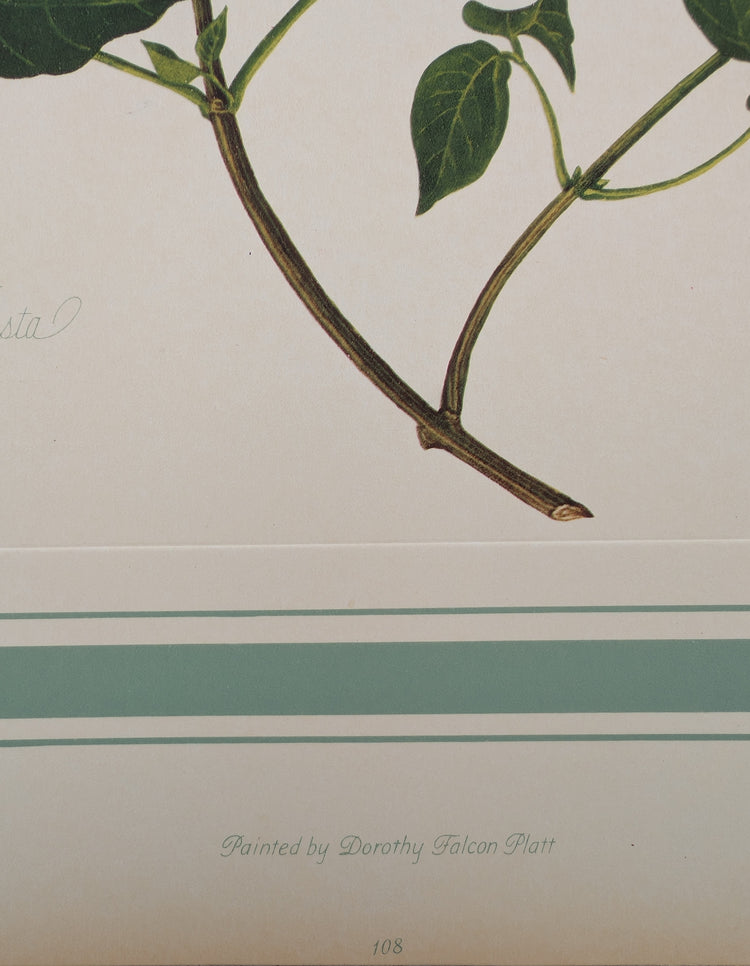 Bignonia Venusta by Dorothy Platt | 1950 Vintage Botanical Collotype | Exotic Flame Vine Wall Art