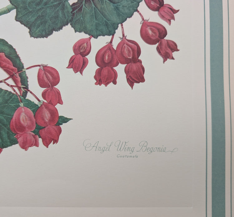 Angel Wing Begonia by Dorothy Platt | 1950 Vintage Botanical Collotype | Scarlet Begonia Wall Art