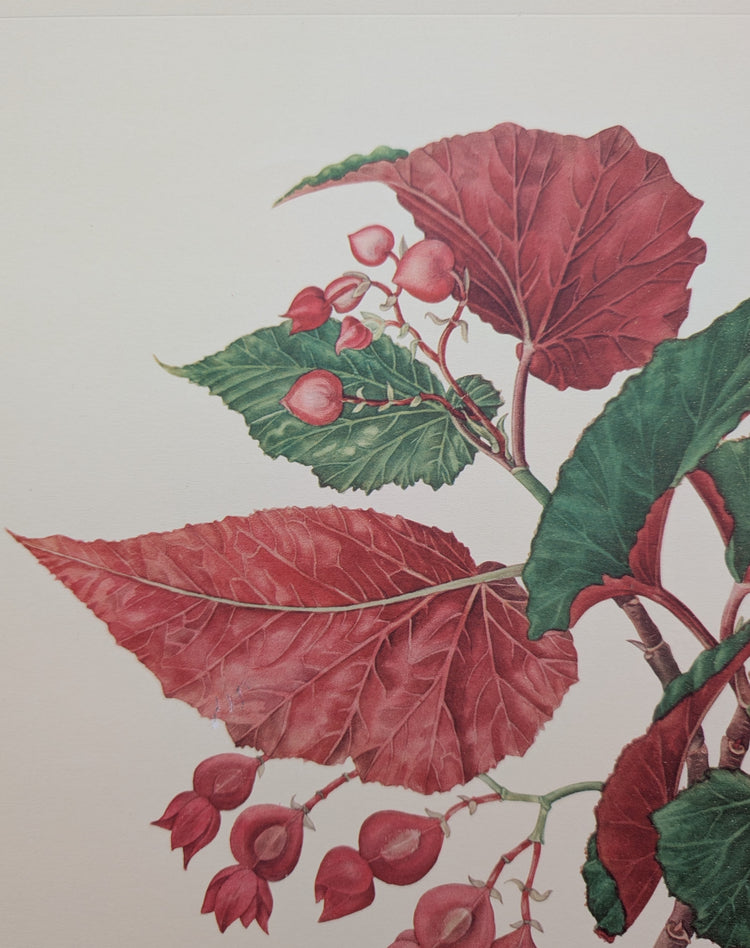 Angel Wing Begonia by Dorothy Platt | 1950 Vintage Botanical Collotype | Scarlet Begonia Wall Art