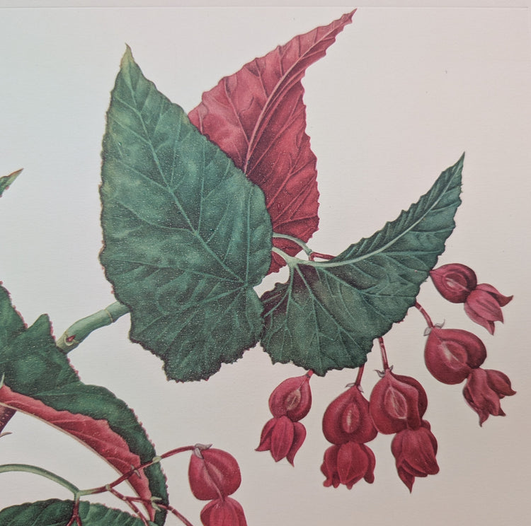 Angel Wing Begonia by Dorothy Platt | 1950 Vintage Botanical Collotype | Scarlet Begonia Wall Art