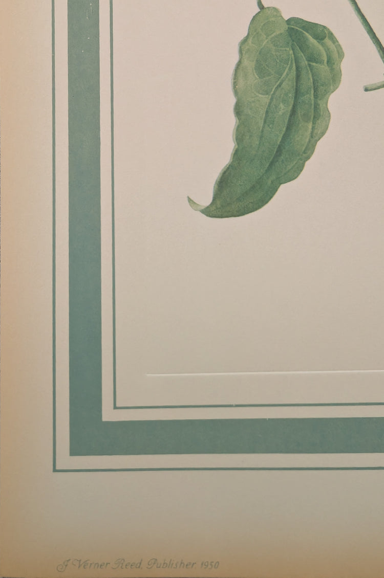 Clematis by Dorothy Platt | 1950 Vintage Botanical Collotype | Queen of Climbers Wall Art