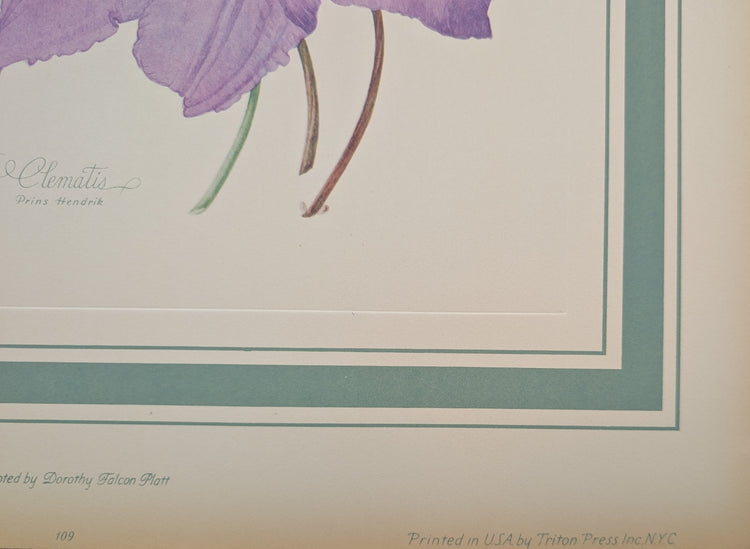 Clematis by Dorothy Platt | 1950 Vintage Botanical Collotype | Queen of Climbers Wall Art