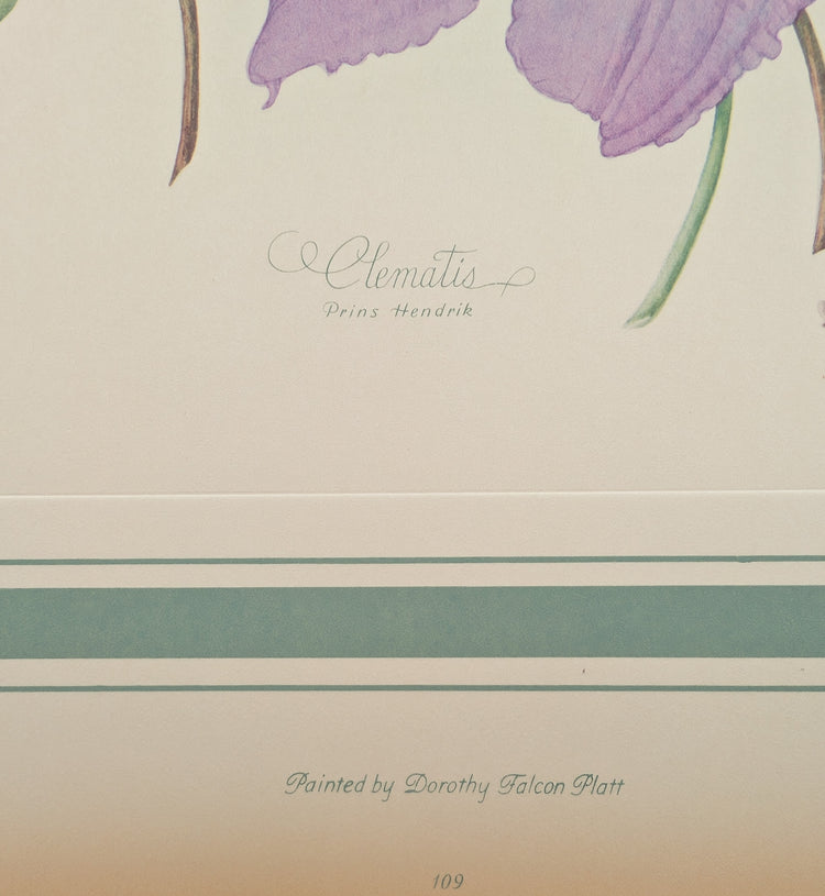 Clematis by Dorothy Platt | 1950 Vintage Botanical Collotype | Queen of Climbers Wall Art