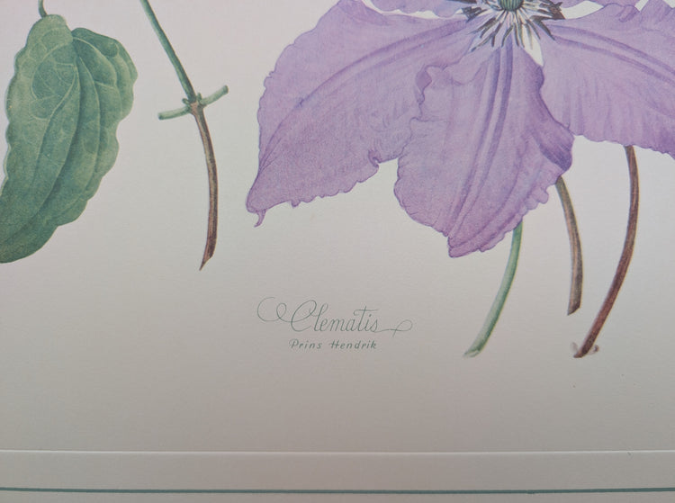 Clematis by Dorothy Platt | 1950 Vintage Botanical Collotype | Queen of Climbers Wall Art