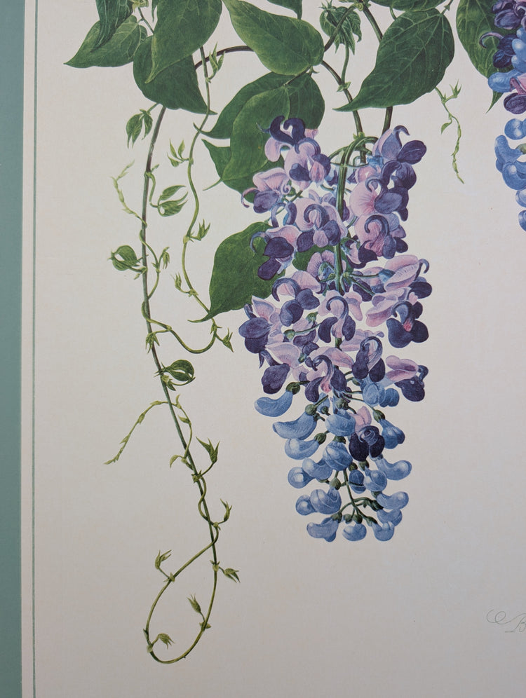 Buseri Phaseolus by Dorothy Platt | 1950 Vintage Botanical Collotype | Climbing Vine Wall Art