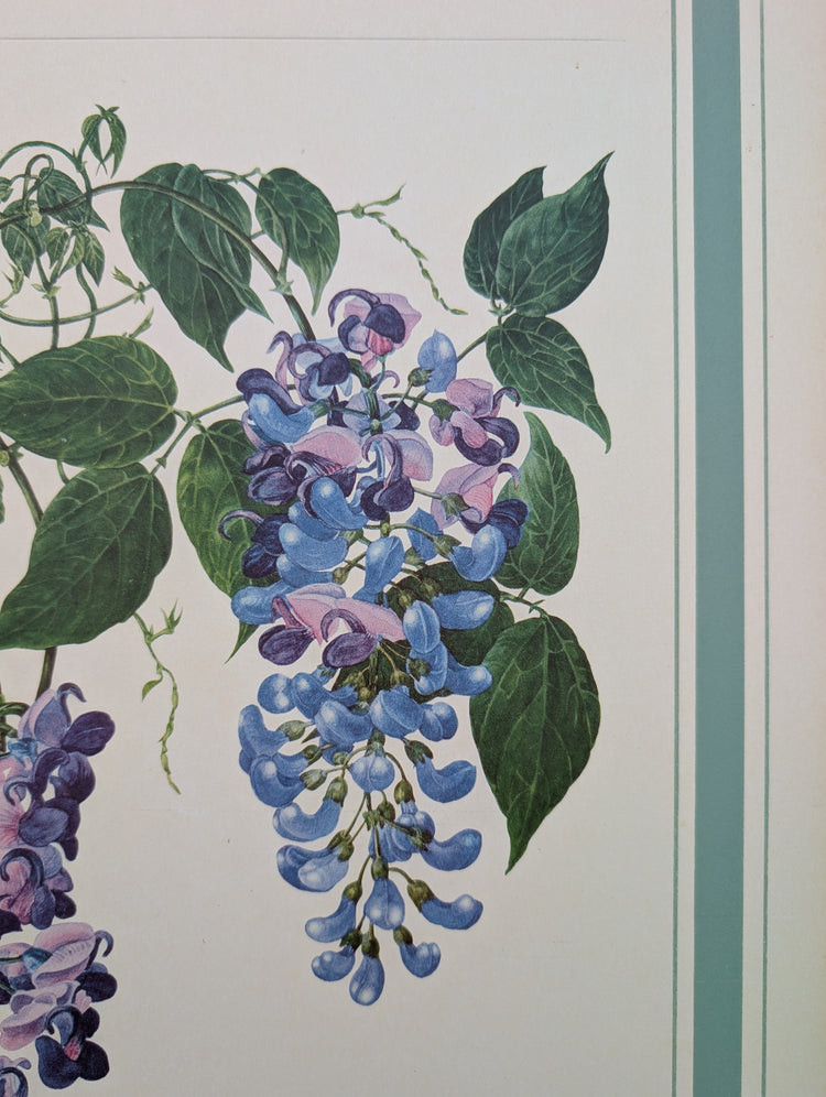 Buseri Phaseolus by Dorothy Platt | 1950 Vintage Botanical Collotype | Climbing Vine Wall Art