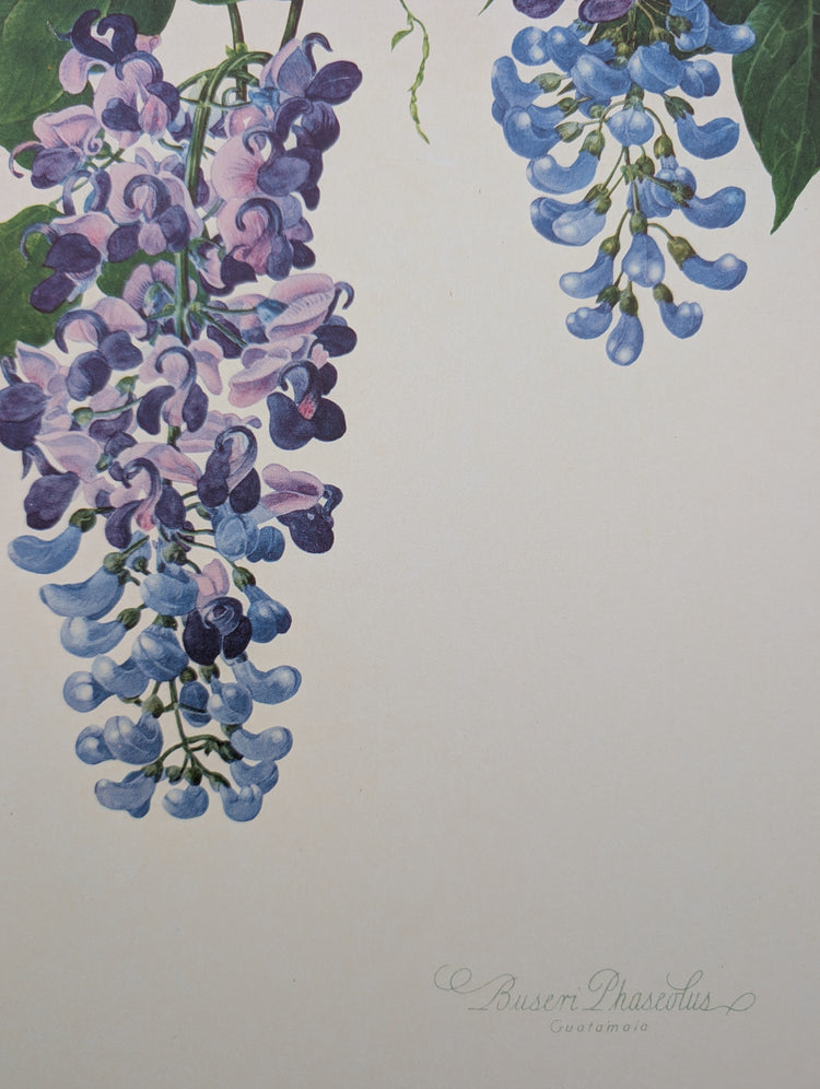 Buseri Phaseolus by Dorothy Platt | 1950 Vintage Botanical Collotype | Climbing Vine Wall Art