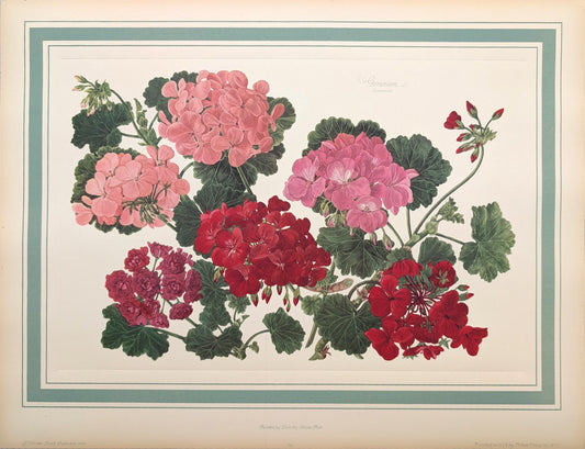 Geranium by Dorothy Platt | 1950 Vintage Botanical Collotype | Cottage Garden Wall Art