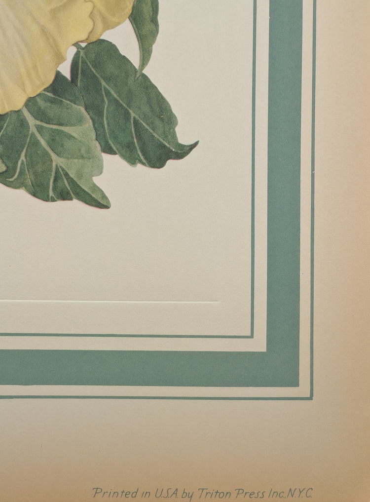 Hibiscus by Dorothy Platt | 1950 Vintage Botanical Collotype | Tropical Wall Art