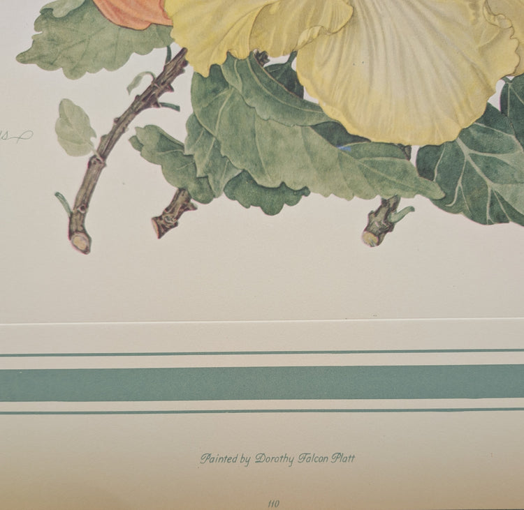 Hibiscus by Dorothy Platt | 1950 Vintage Botanical Collotype | Tropical Wall Art