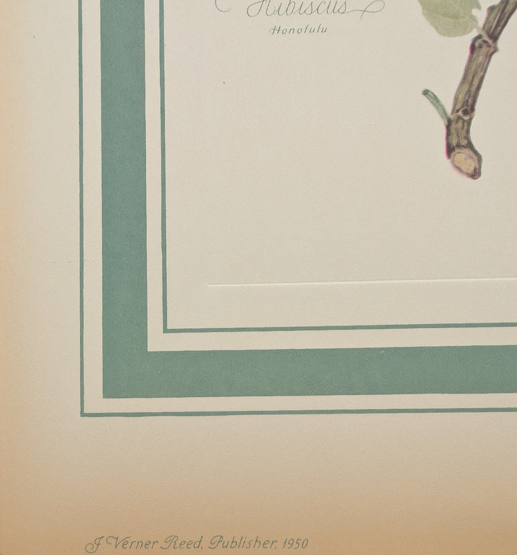 Hibiscus by Dorothy Platt | 1950 Vintage Botanical Collotype | Tropical Wall Art