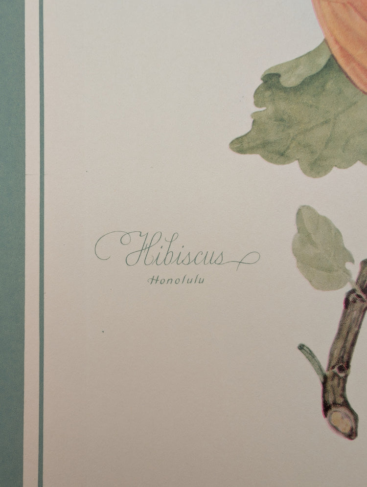 Hibiscus by Dorothy Platt | 1950 Vintage Botanical Collotype | Tropical Wall Art