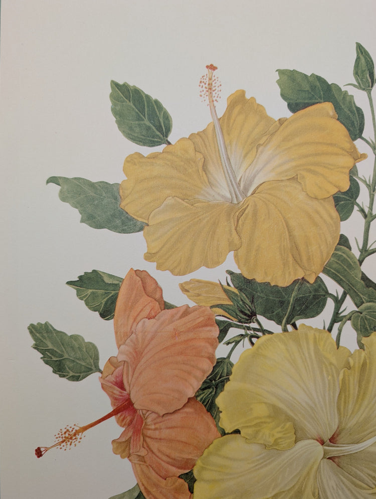 Hibiscus by Dorothy Platt | 1950 Vintage Botanical Collotype | Tropical Wall Art