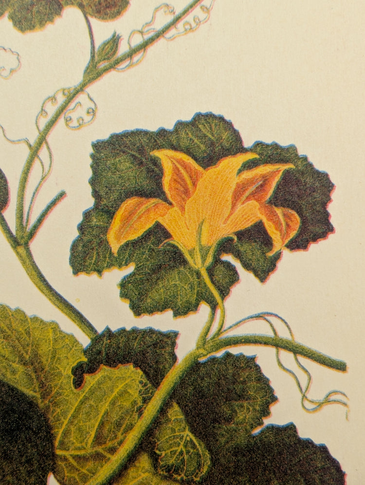 Cucumber | Unique Vintage Collotype Wall Art c.1950 | Chinese Still Life Print