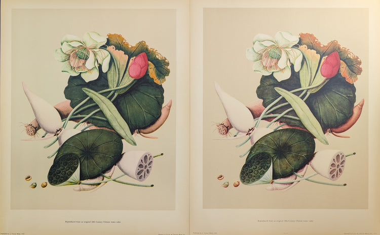 Lotus | 1950 Vintage Chinese Botanical Collotype | Asian Floral Wall Art