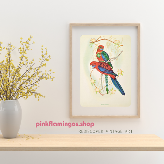 Pennant’s Parakeets by Gould | 1940s Vintage Lithograph | Tropical Bird Wall Art