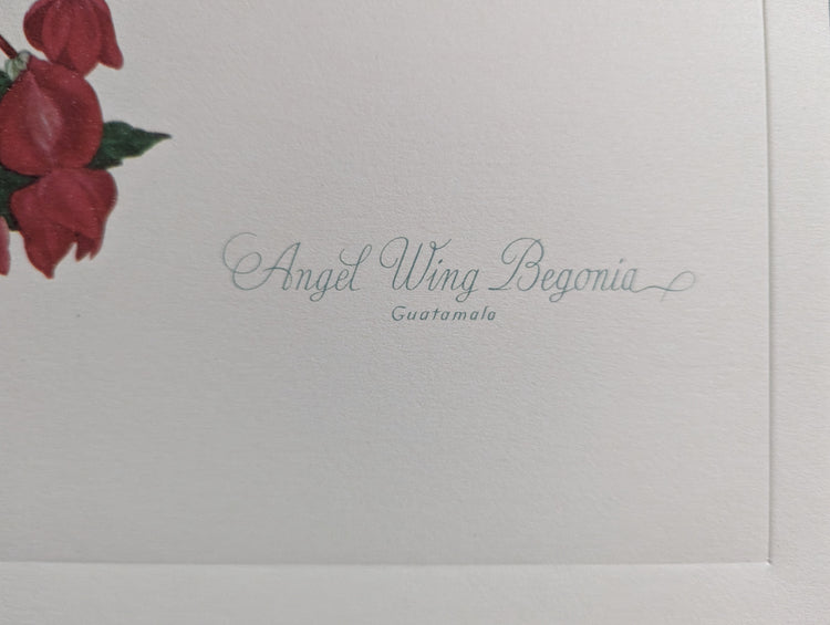 Angel Wing Begonia by Dorothy Platt | 1950 Vintage Botanical Collotype | Scarlet Begonia Wall Art