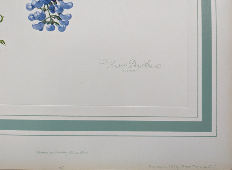 Buseri Phaseolus by Dorothy Platt | 1950 Vintage Botanical Collotype | Climbing Vine Wall Art