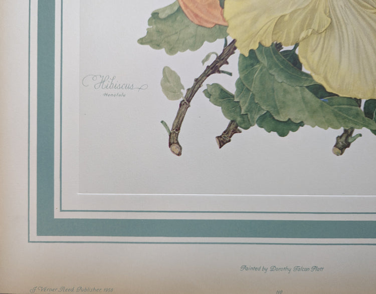 Hibiscus by Dorothy Platt | 1950 Vintage Botanical Collotype | Tropical Wall Art