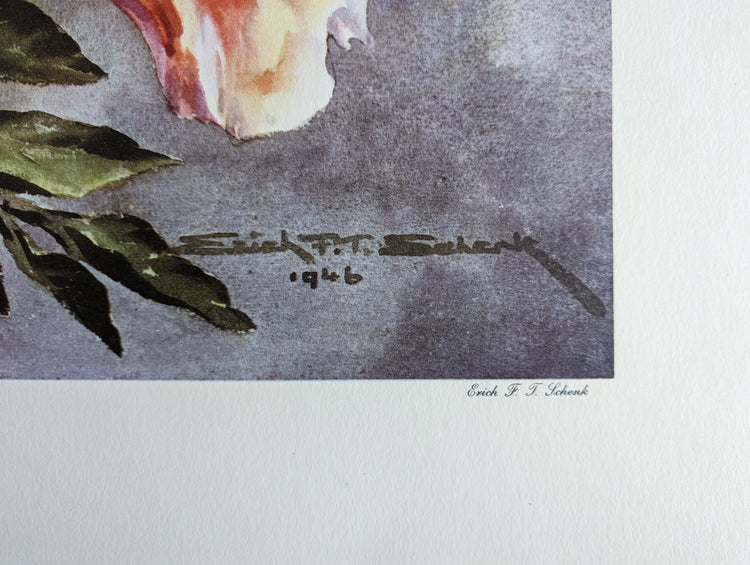 Peach Hibiscus by Erich F.T. Schenk | 1940s Vintage Floral Lithograph | Tropical Wall Art