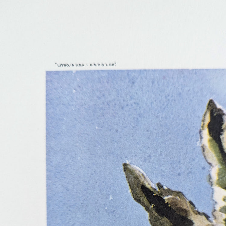 Sky Hibiscus by Erich F.T. Schenk | 1940s Vintage Floral Lithograph | Tropical Wall Art