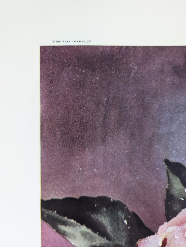 Luscious Tea Rose by Erich F.T. Schenk | 1940s Vintage Floral Lithograph | Romantic Wall Art