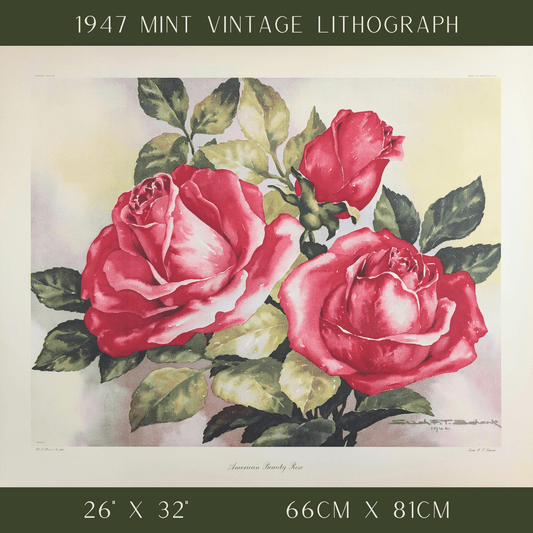 American Beauty Rose by Erich F.T. Schenk | 1940s Vintage Floral Lithograph | Romantic Wall Art - Offset Lithograph - Pink Flamingos