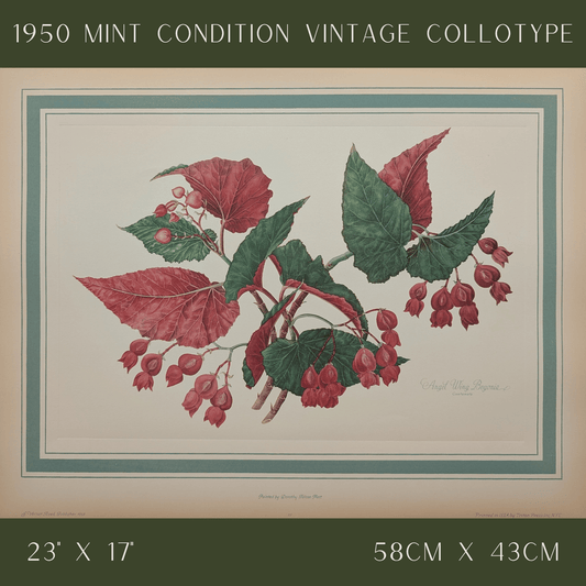Angel Wing Begonia by Dorothy Platt | 1950 Vintage Botanical Collotype | Scarlet Begonia Wall Art - Collotype - Pink Flamingos