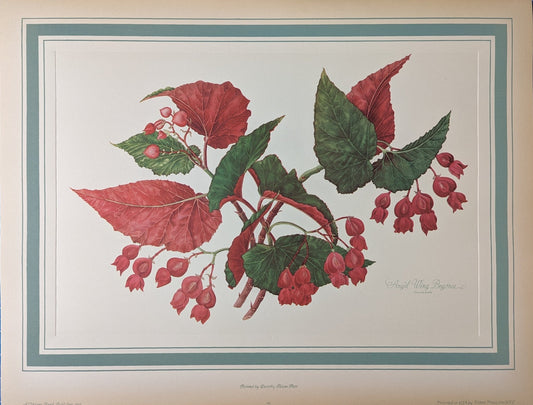 Angel Wing Begonia by Dorothy Platt | 1950 Vintage Botanical Collotype | Scarlet Begonia Wall Art - Collotype - Pink Flamingos