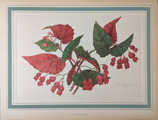 Angel Wing Begonia by Dorothy Platt | 1950 Vintage Botanical Collotype | Scarlet Begonia Wall Art - Collotype - Pink Flamingos